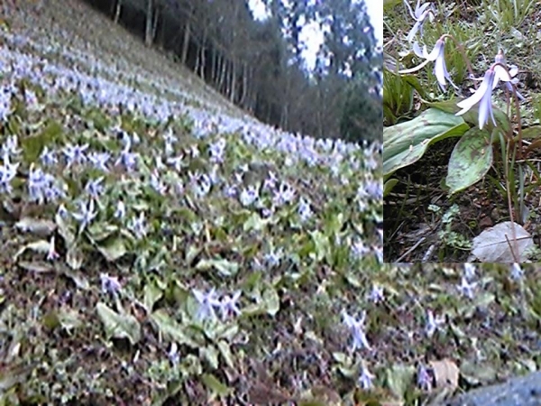 お知らせ 柿木つくし薬局